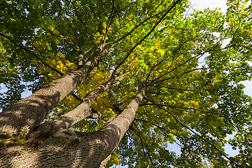 Image showing maple trunk