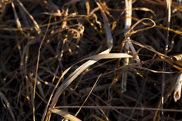 Image showing dry grass 