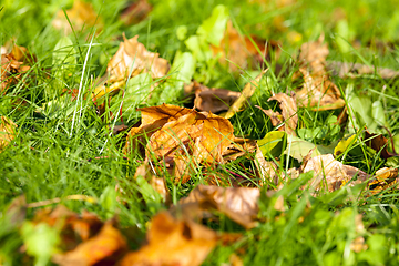 Image showing green grass and leaves