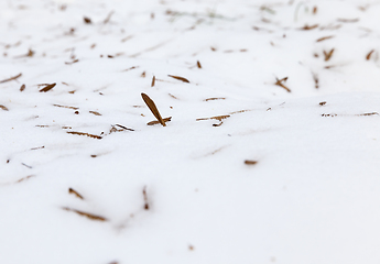 Image showing tree seeds on snow