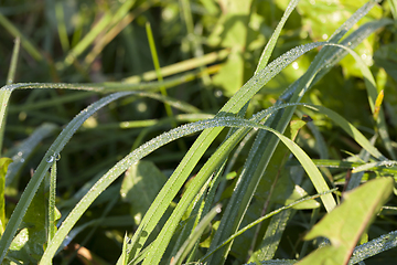 Image showing fresh green grass