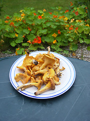 Image showing Chanterelles on plate