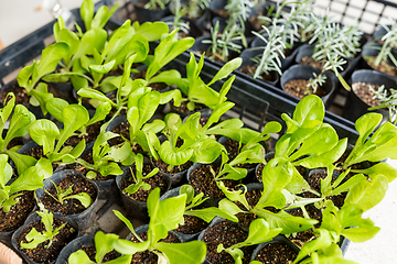 Image showing Potted sprout