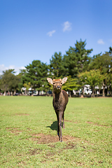 Image showing Cute Deer walking in a park