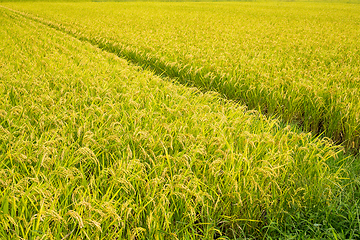 Image showing Green Rice farmland