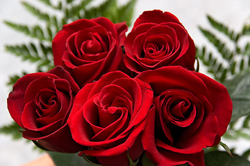 Image showing flowers rose 10