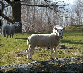 Image showing Sheep