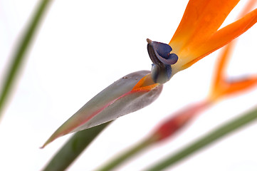 Image showing Bird Of Paradise