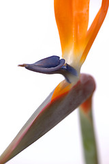 Image showing Bird Of Paradise