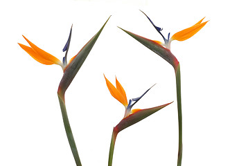 Image showing Bird Of Paradise