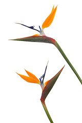 Image showing Bird Of Paradise