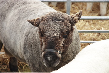 Image showing closeup of a sheep