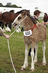 Image showing shirehorse foal