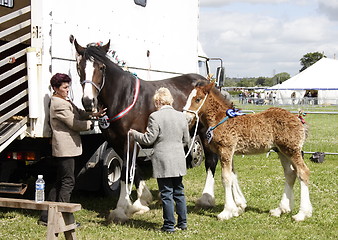 Image showing mare and foal with handlers