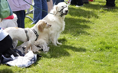 Image showing two alert dogs