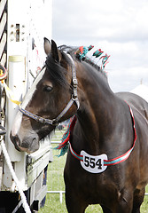 Image showing shirehorse ready for show