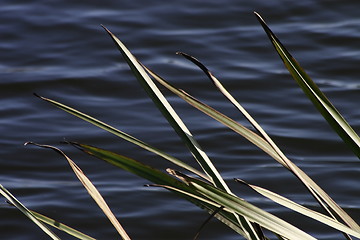 Image showing water and grass blades