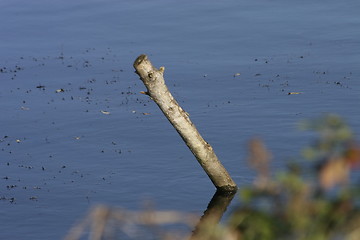 Image showing old log in water