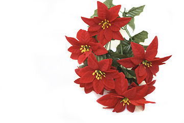Image showing bunch of poinsettia