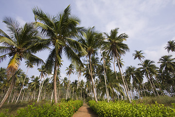 Image showing the path to the tropical vacation