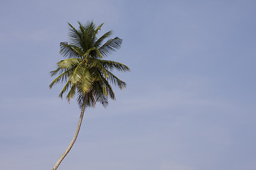 Image showing palm-tree