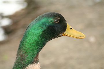 Image showing Green duck