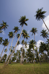 Image showing tropical background