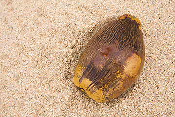 Image showing Coconut