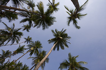 Image showing tropical background