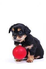 Image showing  Puppy with Christmas ball