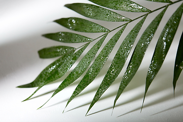 Image showing green moist palm tree leaf