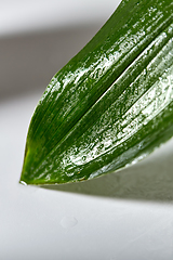 Image showing green moist palm tree leaf