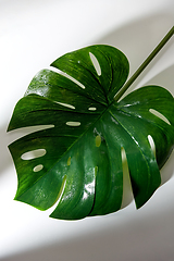 Image showing green moist palm tree leaf