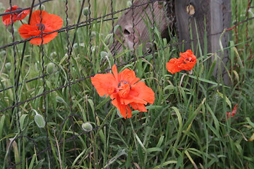 Image showing Wild Poppies