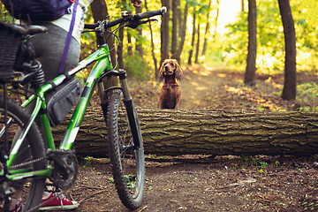Image showing Young woman having fun near countryside park, riding bike, traveling with companion spaniel dog