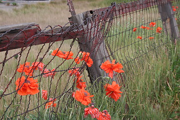 Image showing Old Rusty Fence with Poppies