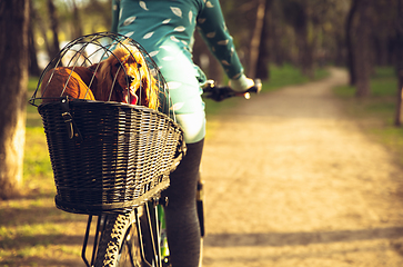 Image showing Young woman having fun near countryside park, riding bike, traveling with companion spaniel dog