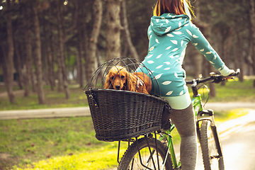 Image showing Young woman having fun near countryside park, riding bike, traveling with companion spaniel dog