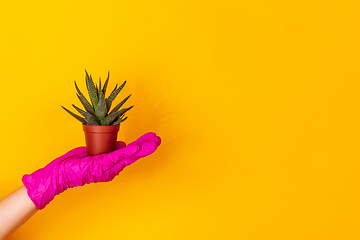 Image showing Hand in pink rubber glove holding plant isolated on yellow studio background with copyspace.