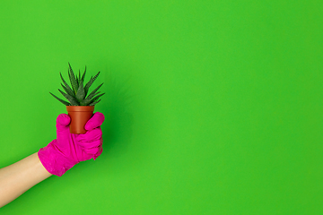 Image showing Hand in pink rubber glove holding plant isolated on green studio background with copyspace.