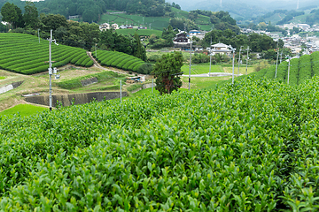 Image showing Tea plantation in Japan