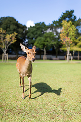 Image showing Lovely Deer walking in a park