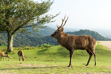 Image showing Buck deer 