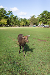 Image showing Deer walking in a park