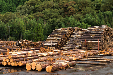 Image showing Forest pine trees for Timber industry