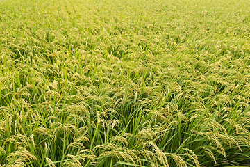 Image showing Rice field