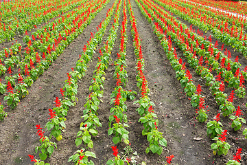 Image showing Red salvia field