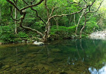Image showing Tropical Forest and lake