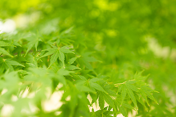Image showing Green maple tree