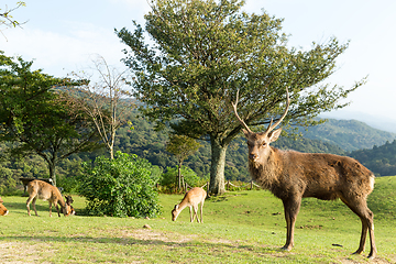 Image showing Wild stag deer on mountain